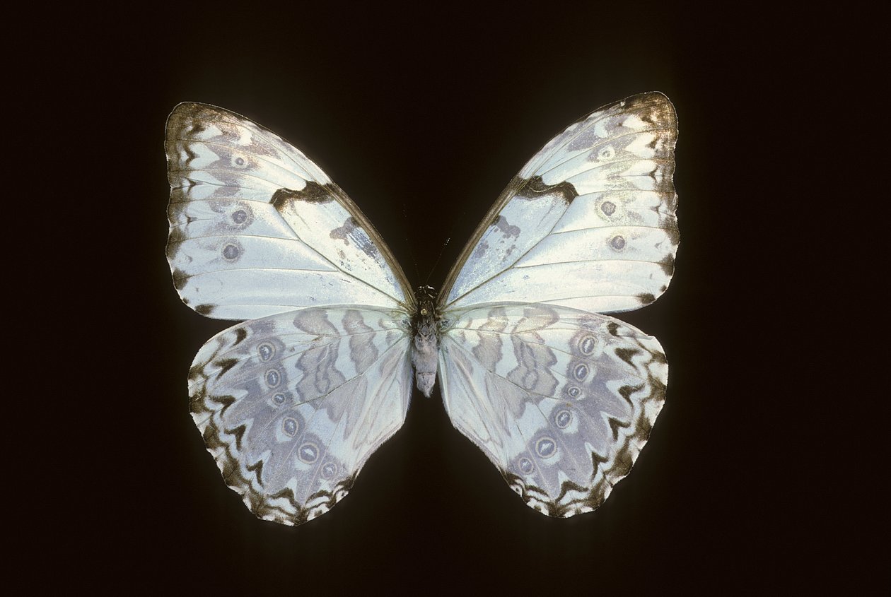 Morpho catenarius - Augustus Kollner