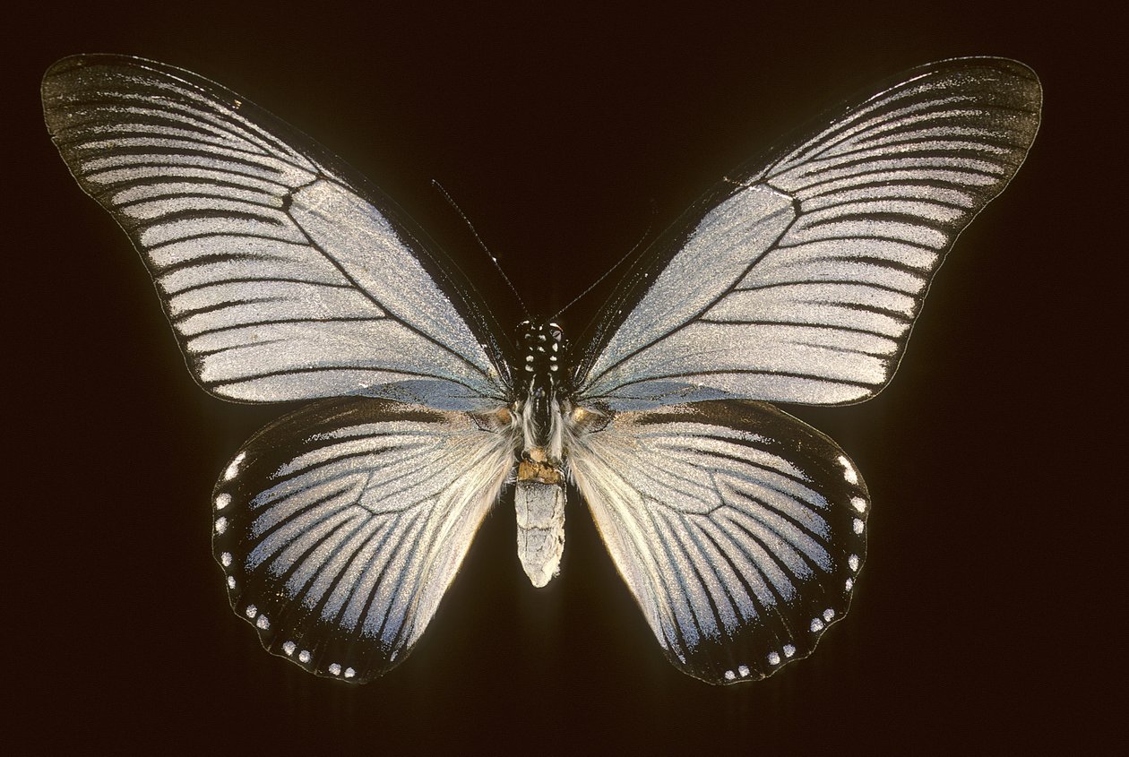 Papilio zalmoxis, Voilier bleu - Augustus Kollner
