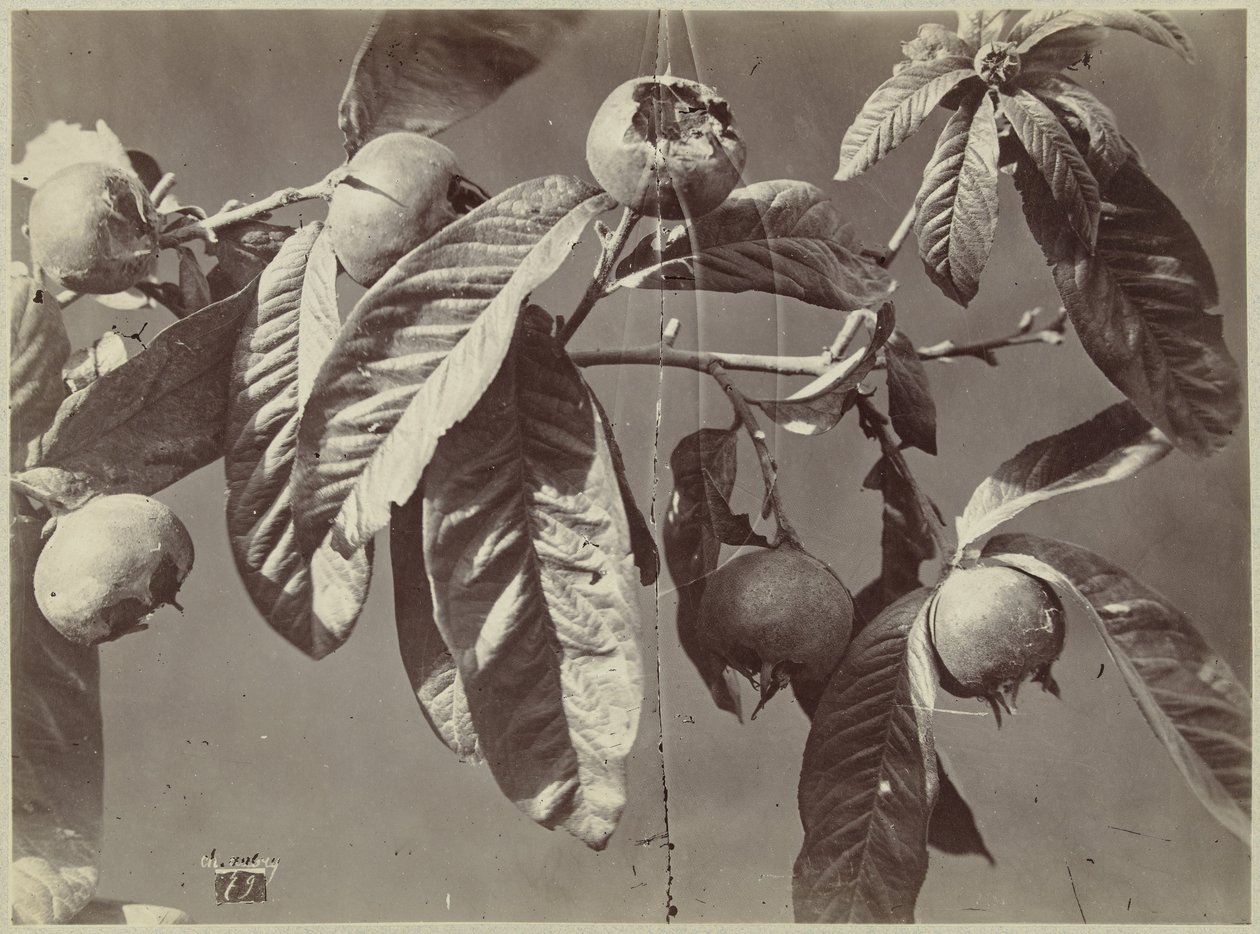 Nature morte avec nèfles - Charles Hippolyte Aubry