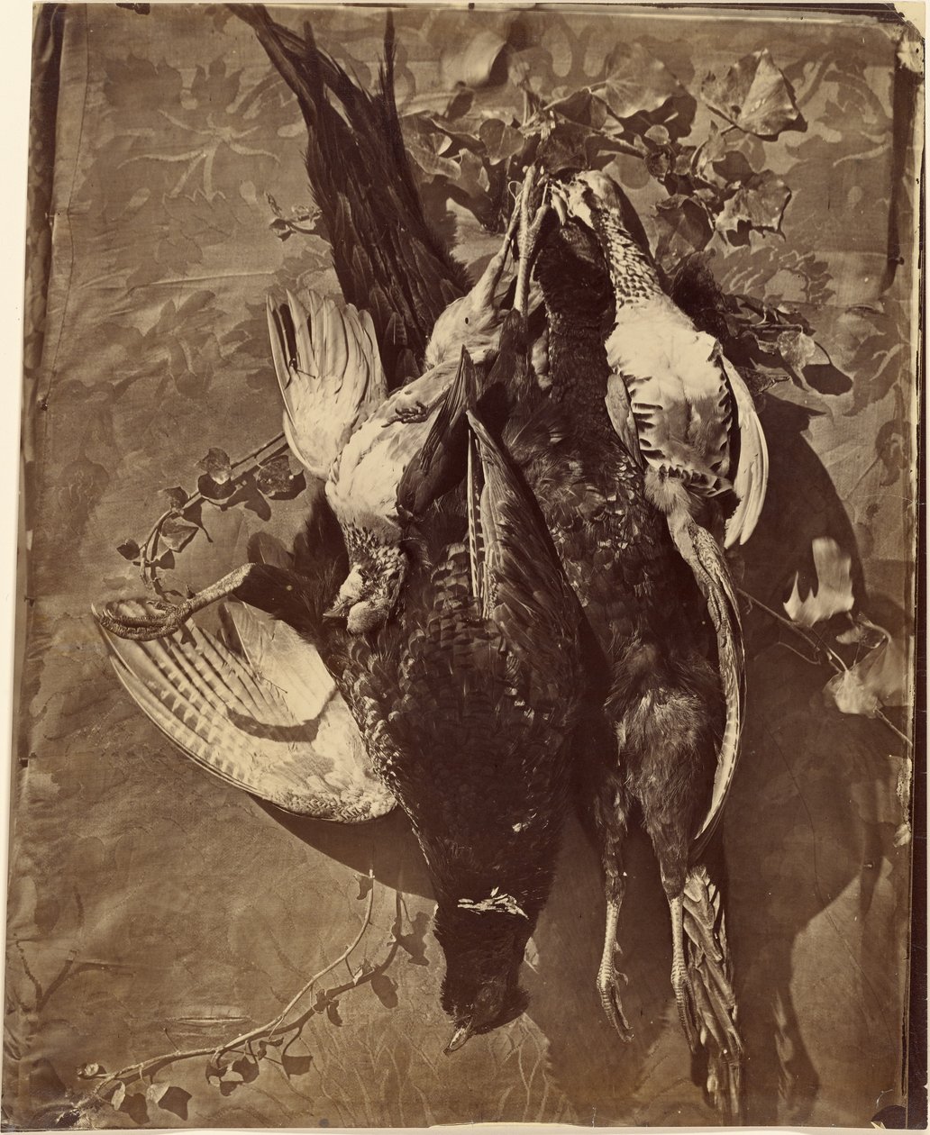[Nature morte de gibier à plumes] - Charles Nègre