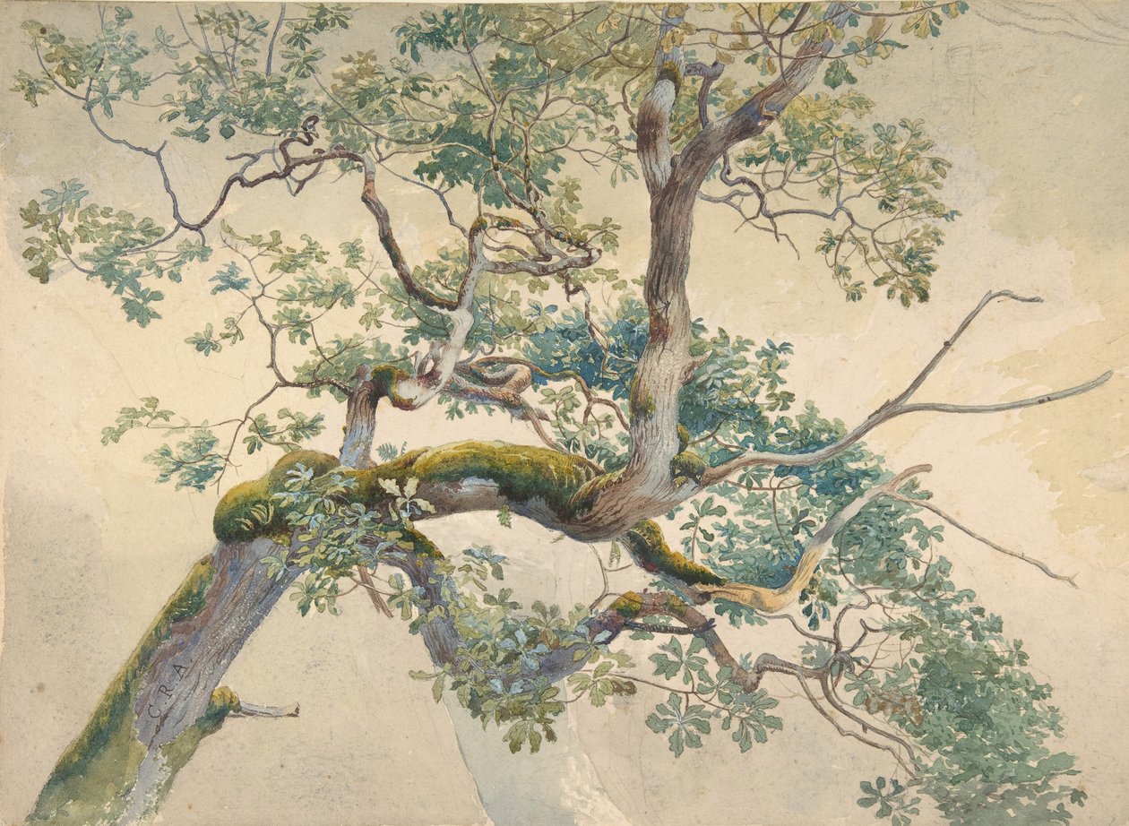 Branches d