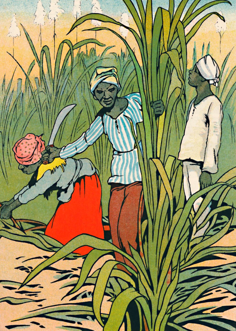 Au travail parmi les cannes à sucre - Charles Robinson