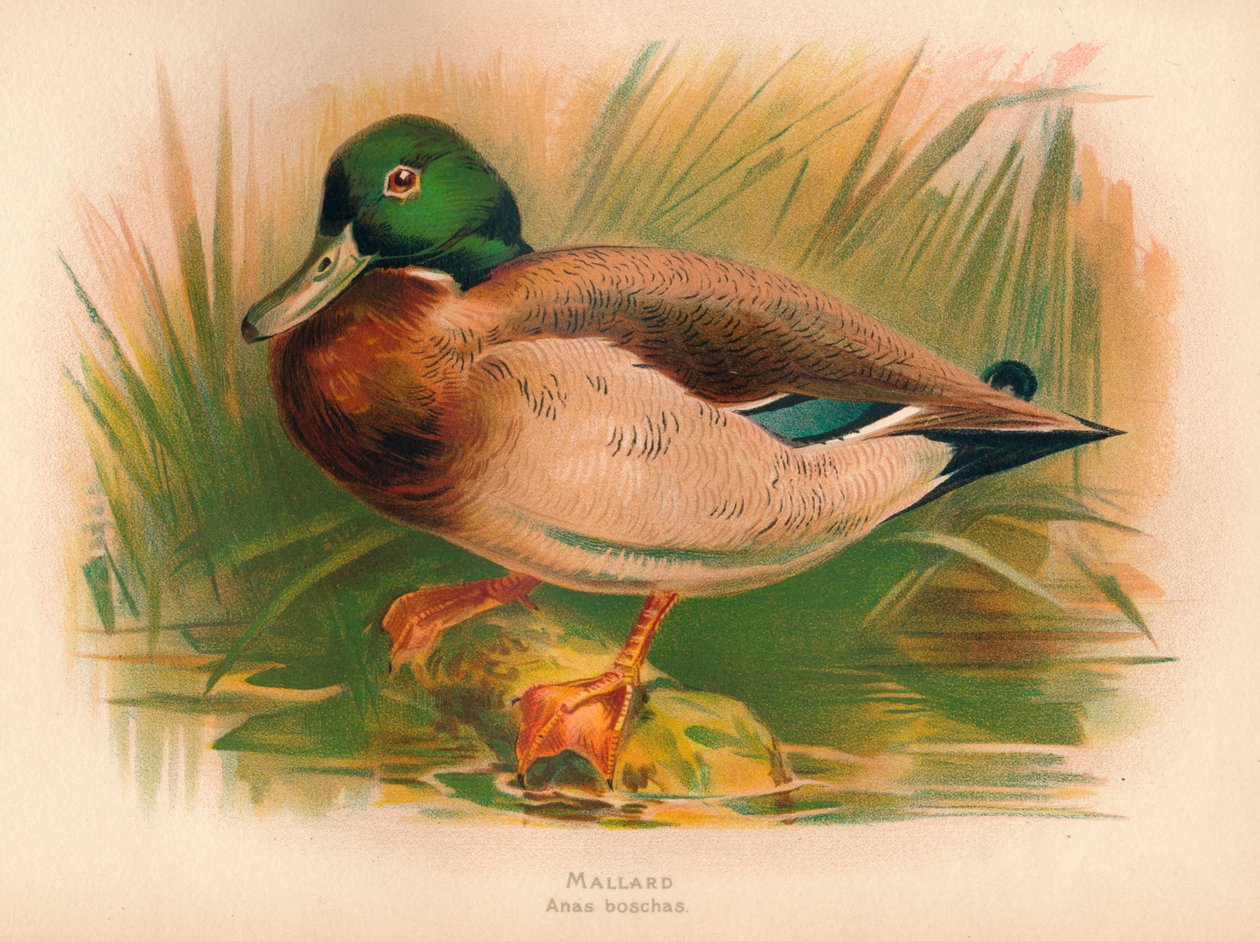 Canard colvert Anas boschas, 1900 - Charles Whymper