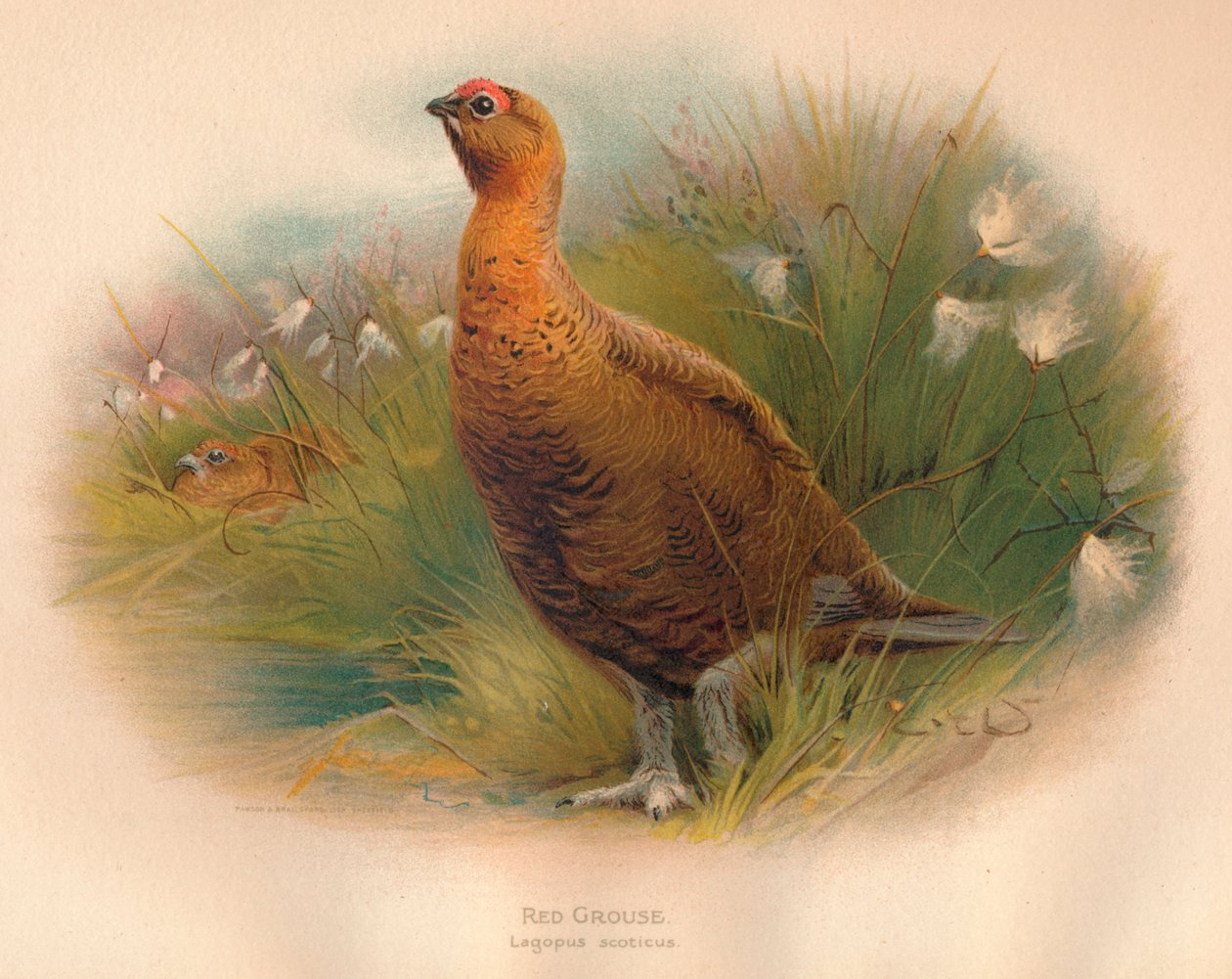 Lagopède d
