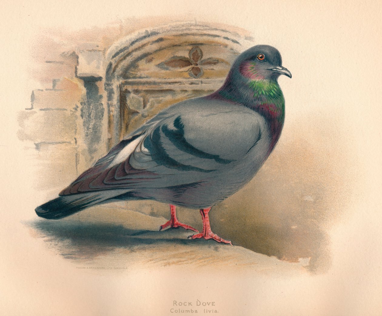 Pigeon biset Columba livia, vers 1900 - Charles Whymper