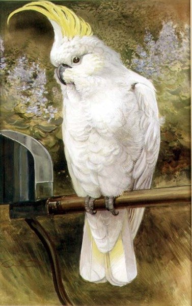 Cacatoès à huppe jaune - Charles Whymper