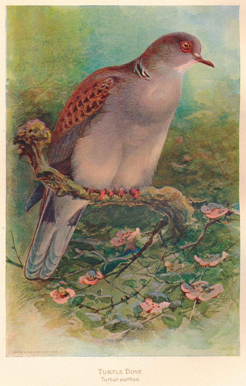 Tourterelle Turtur auritus, 1900 - Charles Whymper