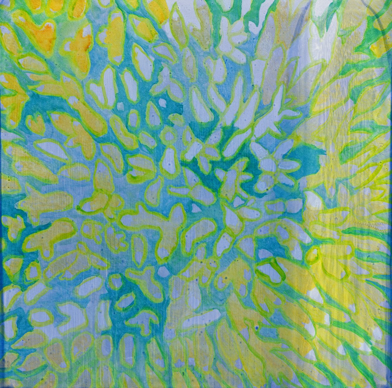 Acrapora, 2000 - Charlotte Johnstone