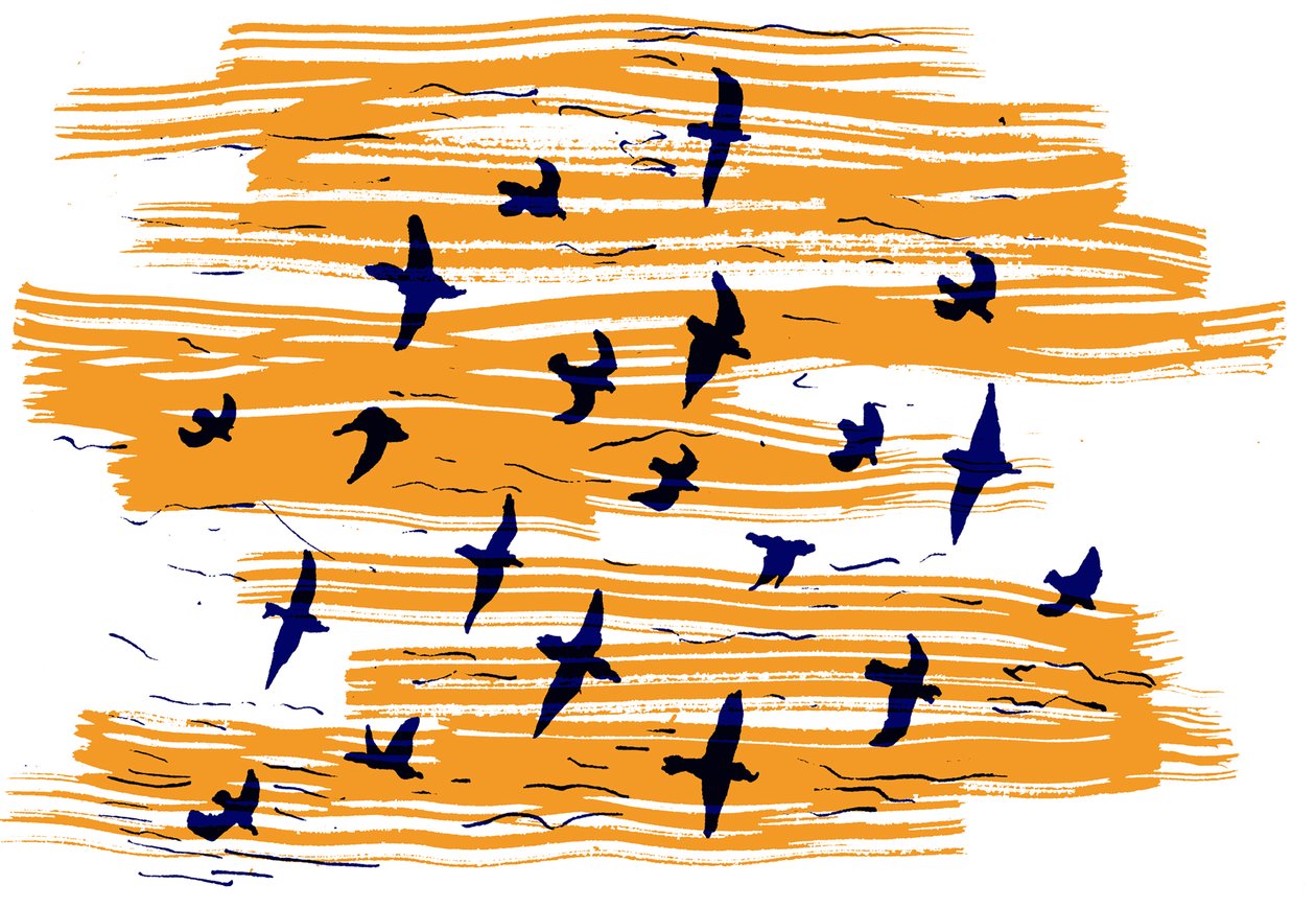 Oiseaux en vol - Charlotte Orr