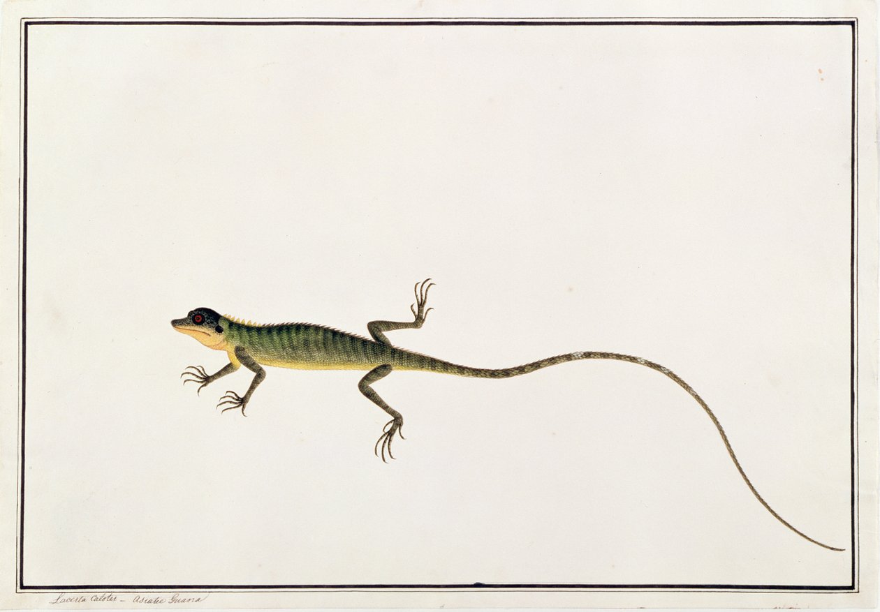 Guana asiatique, Lacerta Calotes, de Dessins d
