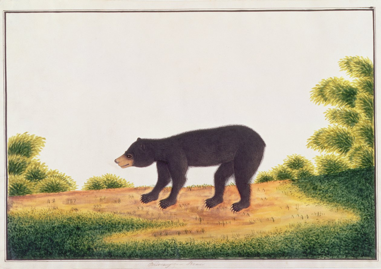 Ours, Broo-ang, de Dessins d