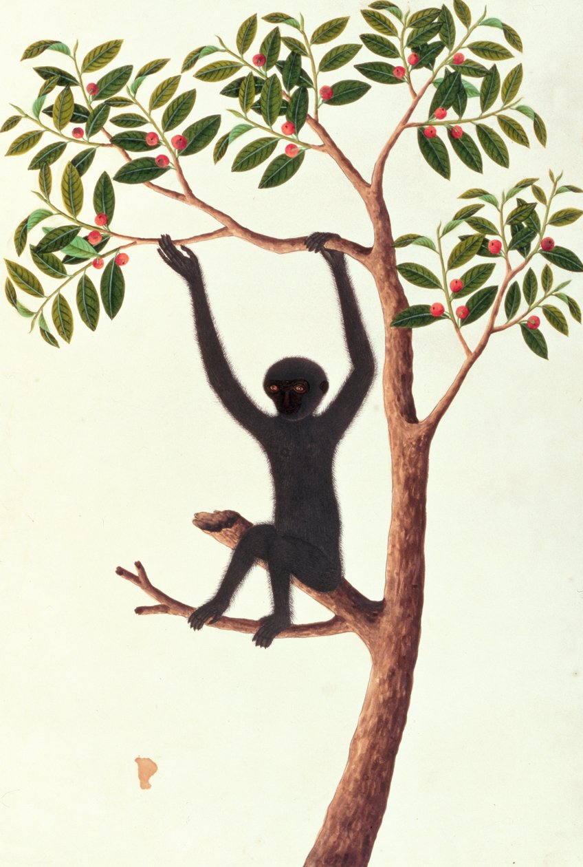 Singe noir à longs bras, Ongka Pitam, tiré de Dessins d