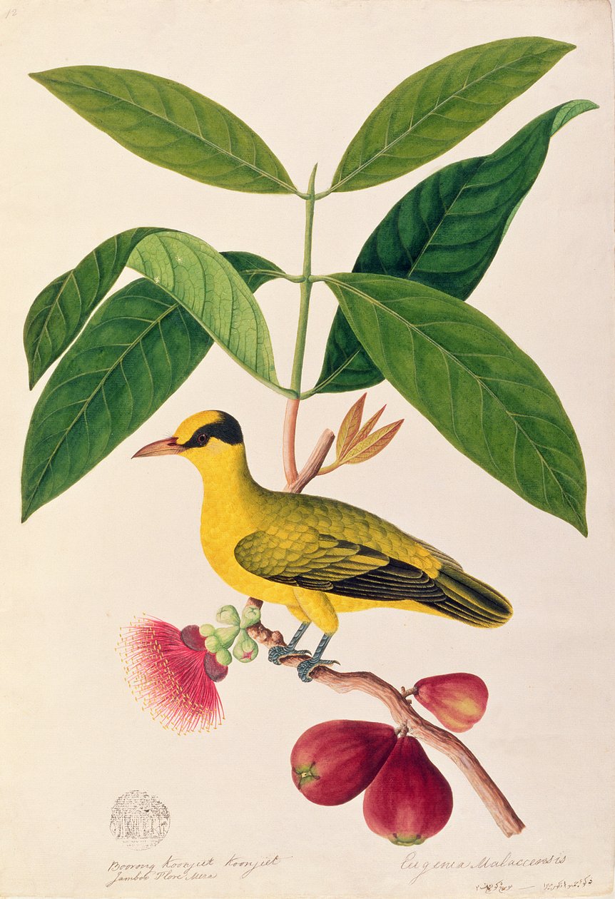 Boorong koonjiet koonjiet, Jambo Flore mera, d