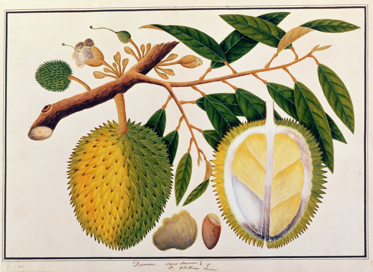 Doorean ou Durio Hercorae, de Dessins de plantes de Malacca, c.1805-18 - Chinese School