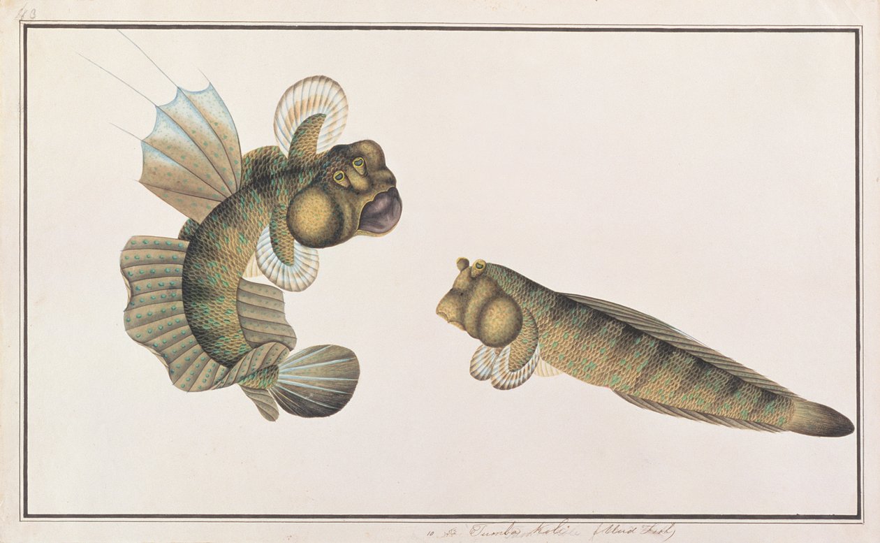 Mudskipper dragon, de dessins de poissons de Malacca, c.1805-18 - Chinese School