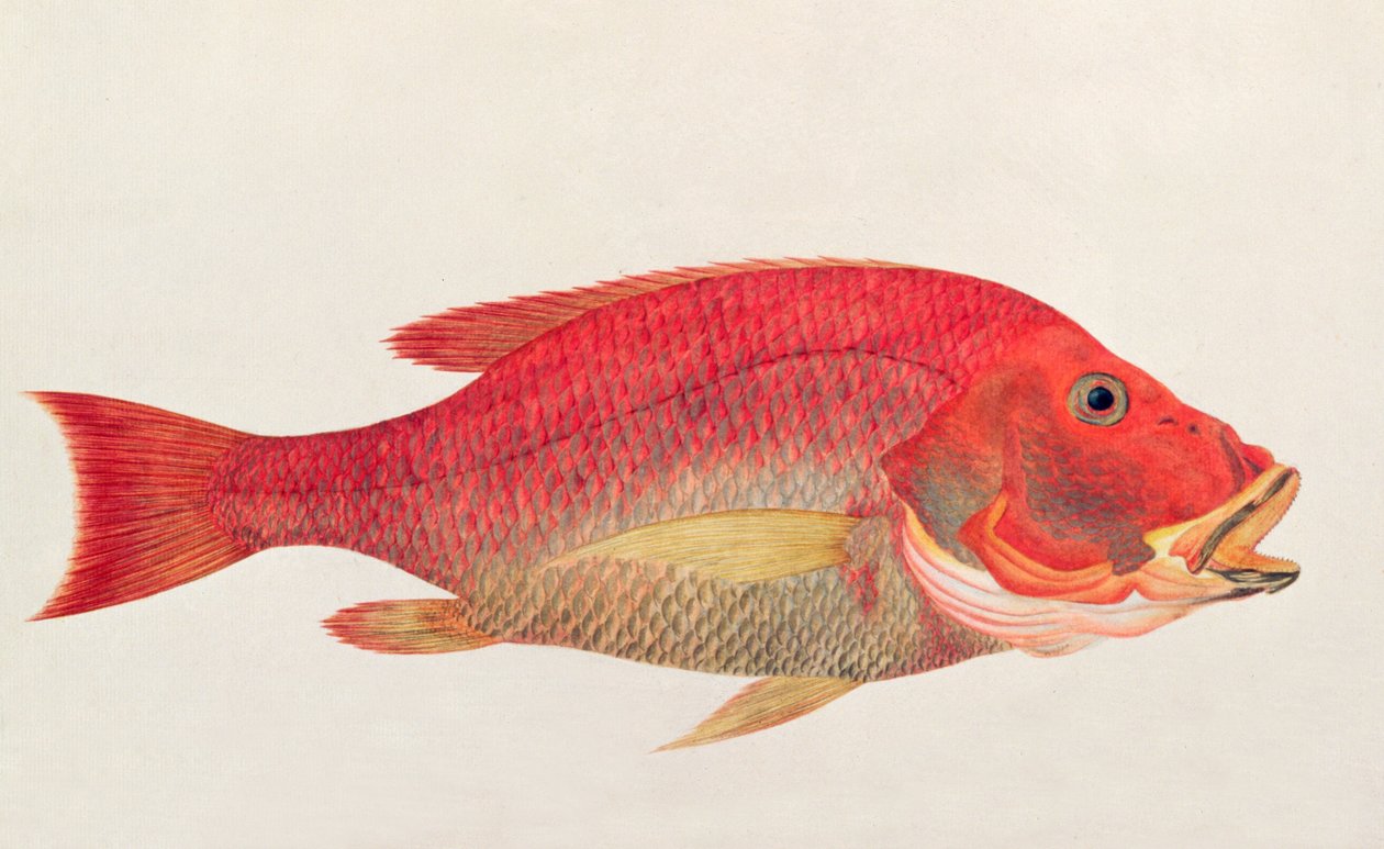 Eekan Bambangan, de dessins de poissons de Malacca, c.1805-18 - Chinese School