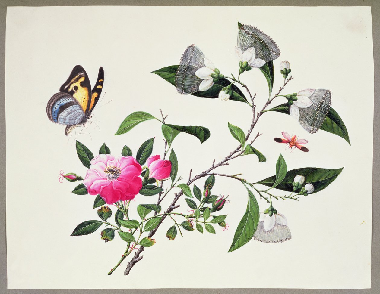 Étude de fleurs et insectes - Chinese School