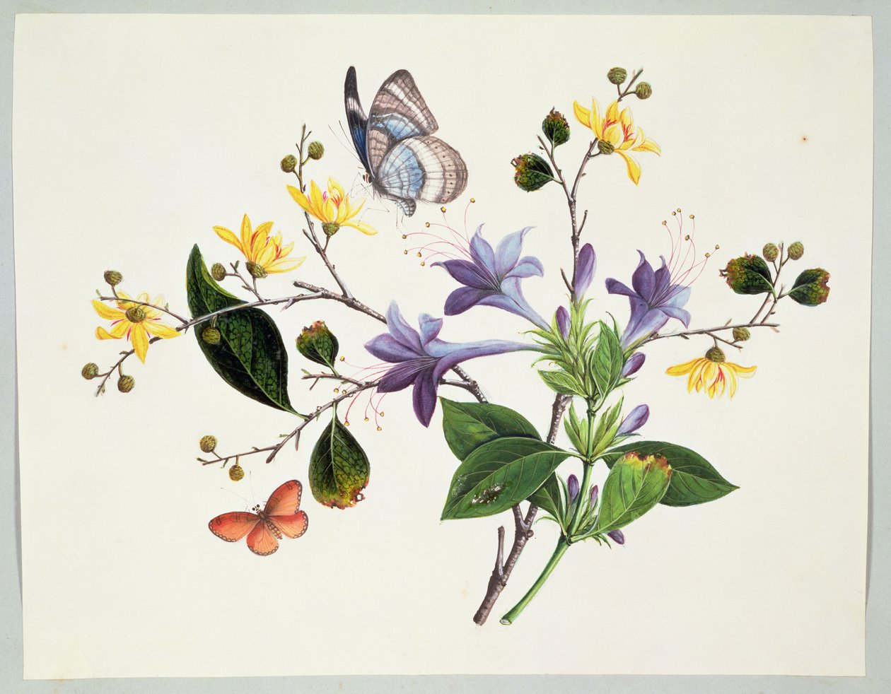 Étude de fleurs et insectes - Chinese School
