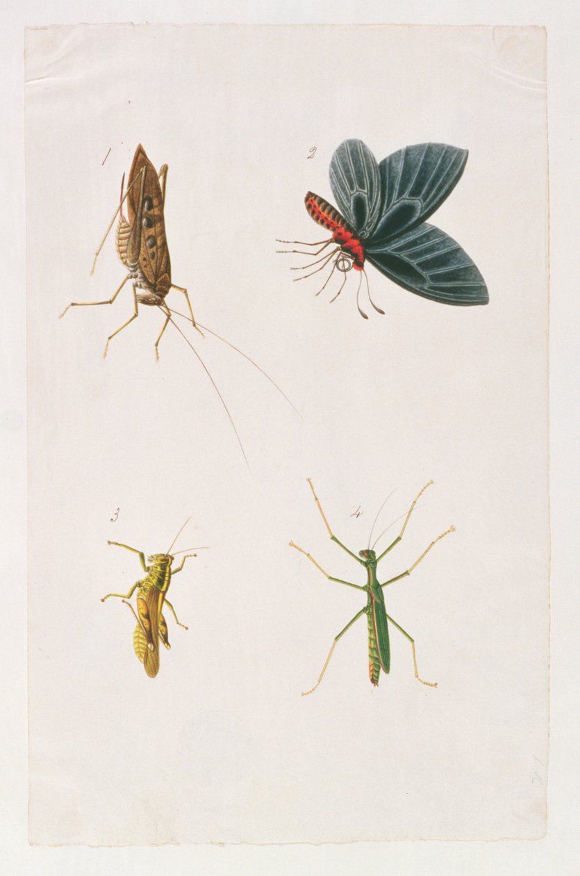 Quatre insectes, de Dessins d