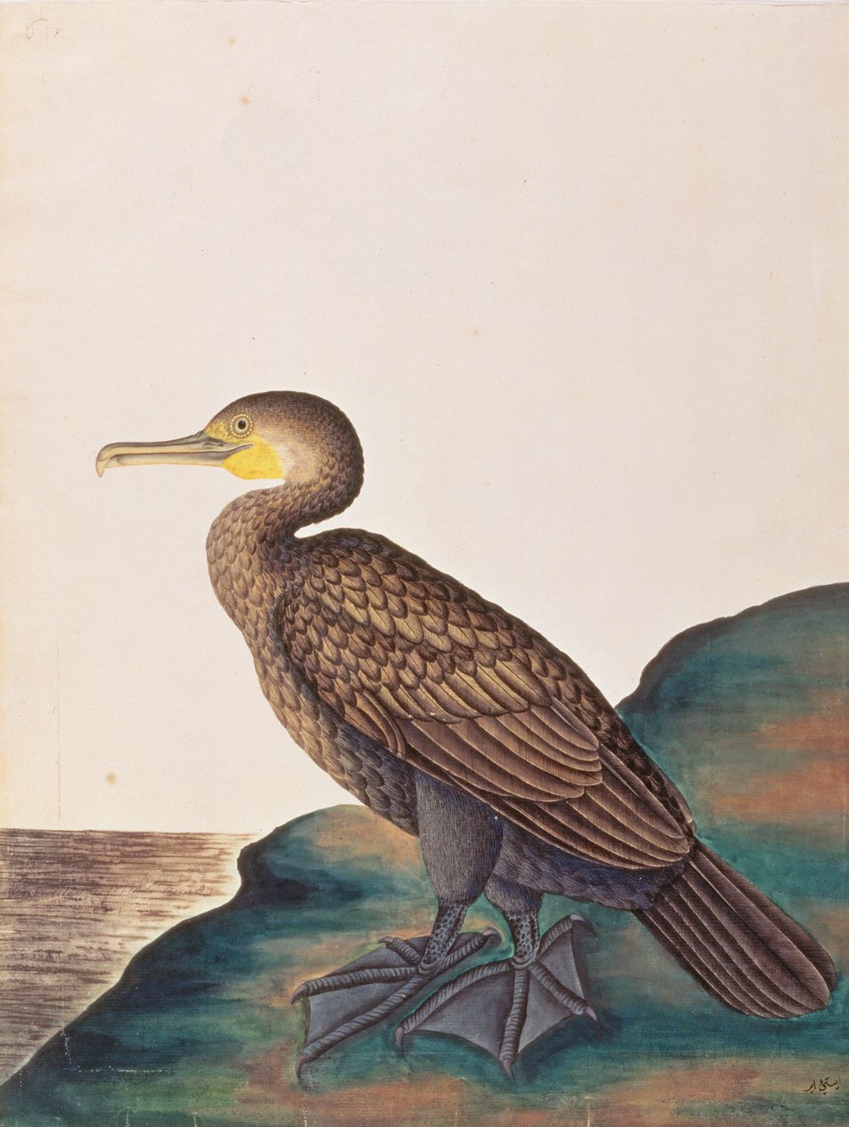 Grand cormoran, tiré de Dessins d