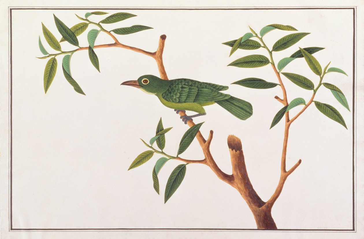 Chloropse de Malaisie, des dessins d