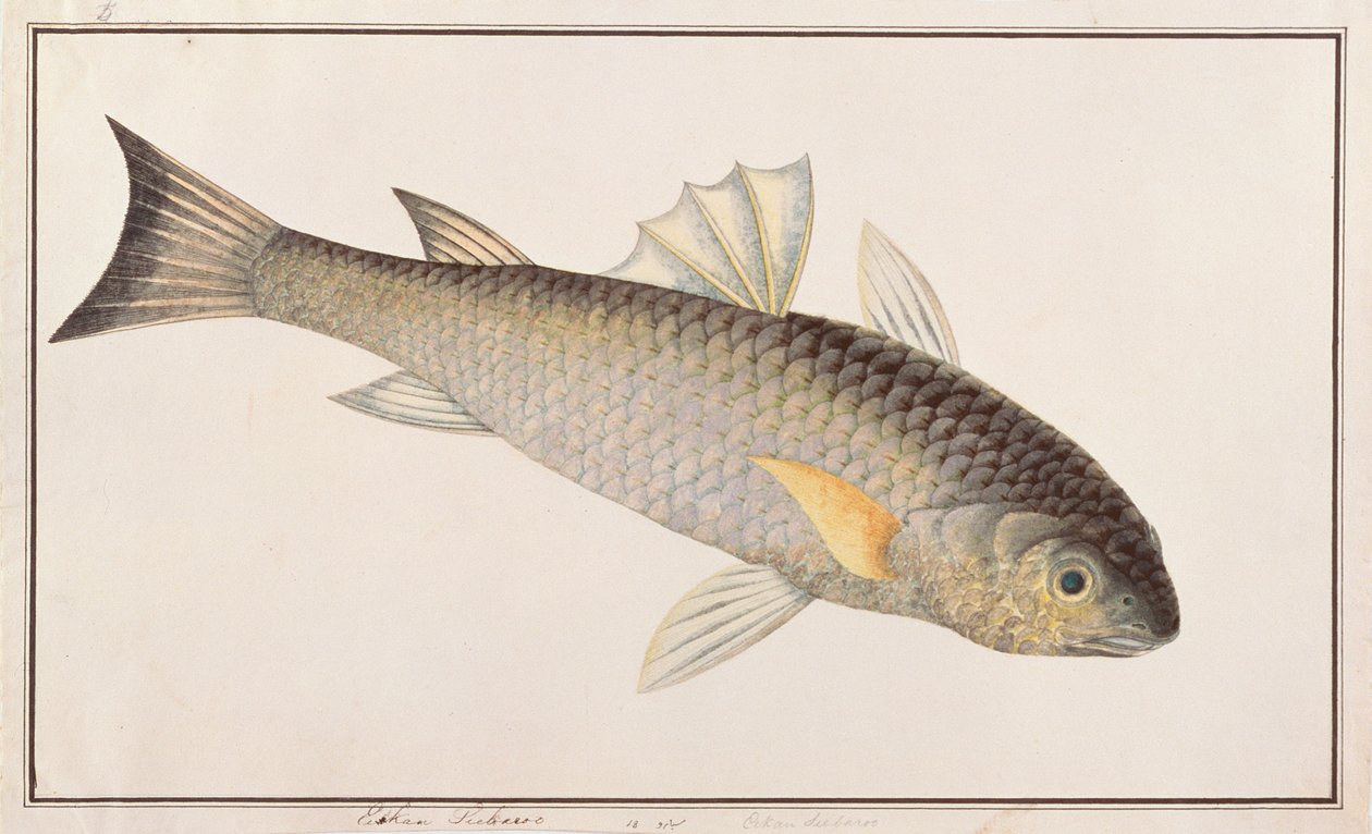 Mulet gris, de dessins de poissons de Malacca, c.1805-18 - Chinese School