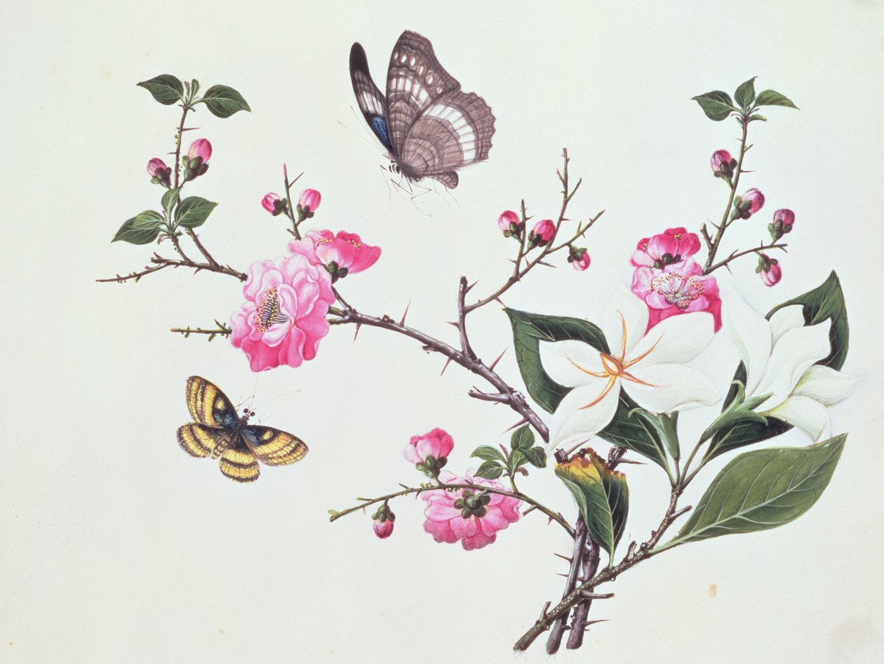Japonica, Magnolia et Papillons - Chinese School