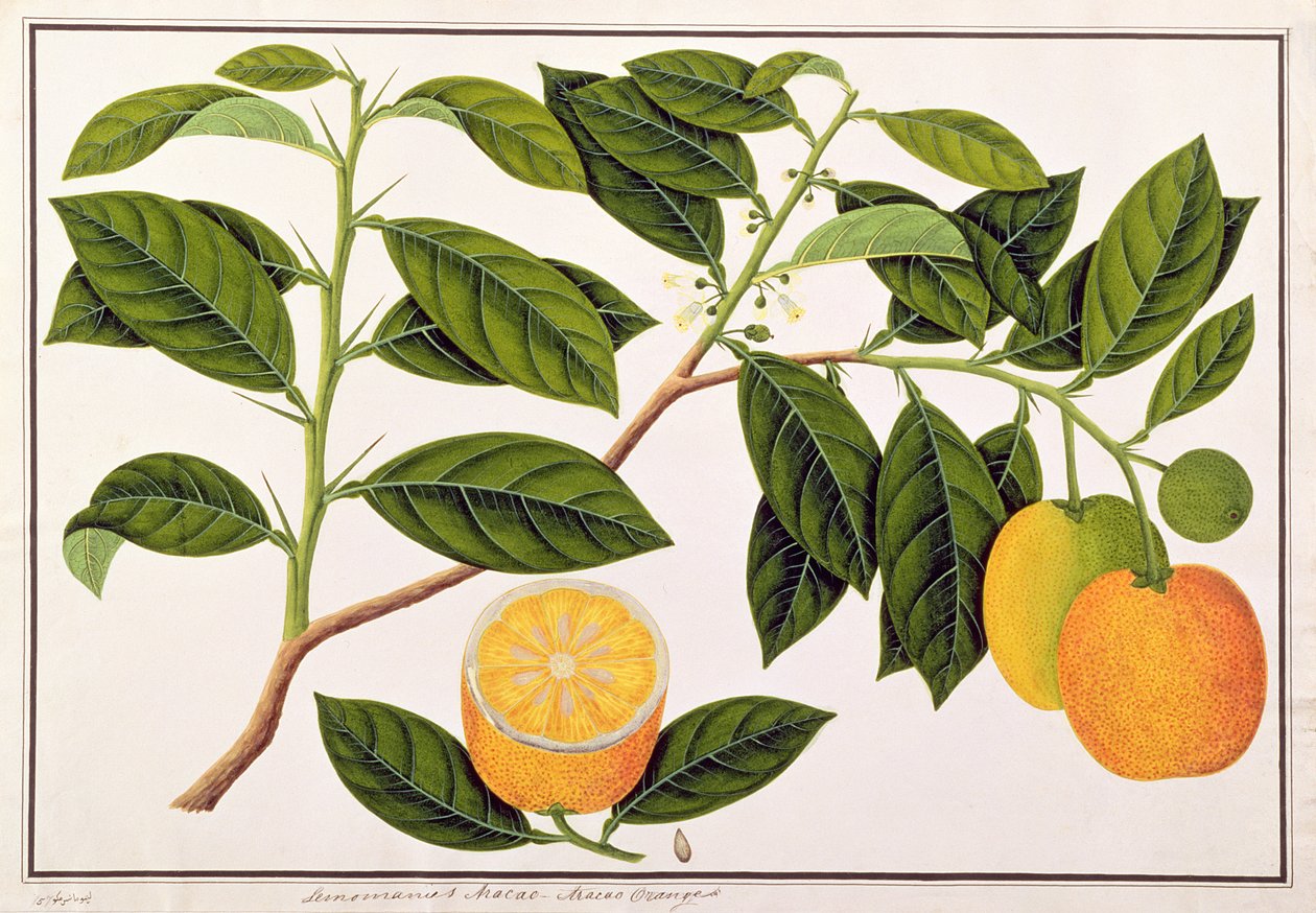 Lemomanies Macao-Macao Oranges, de Dessins de Plantes de Malacca, c.1805-18 - Chinese School