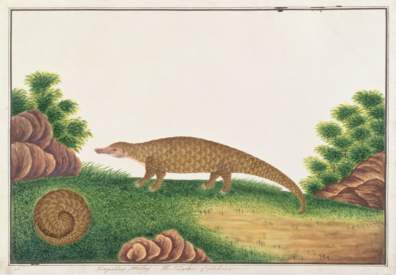 Pangolin de Sunda, de Dessins d