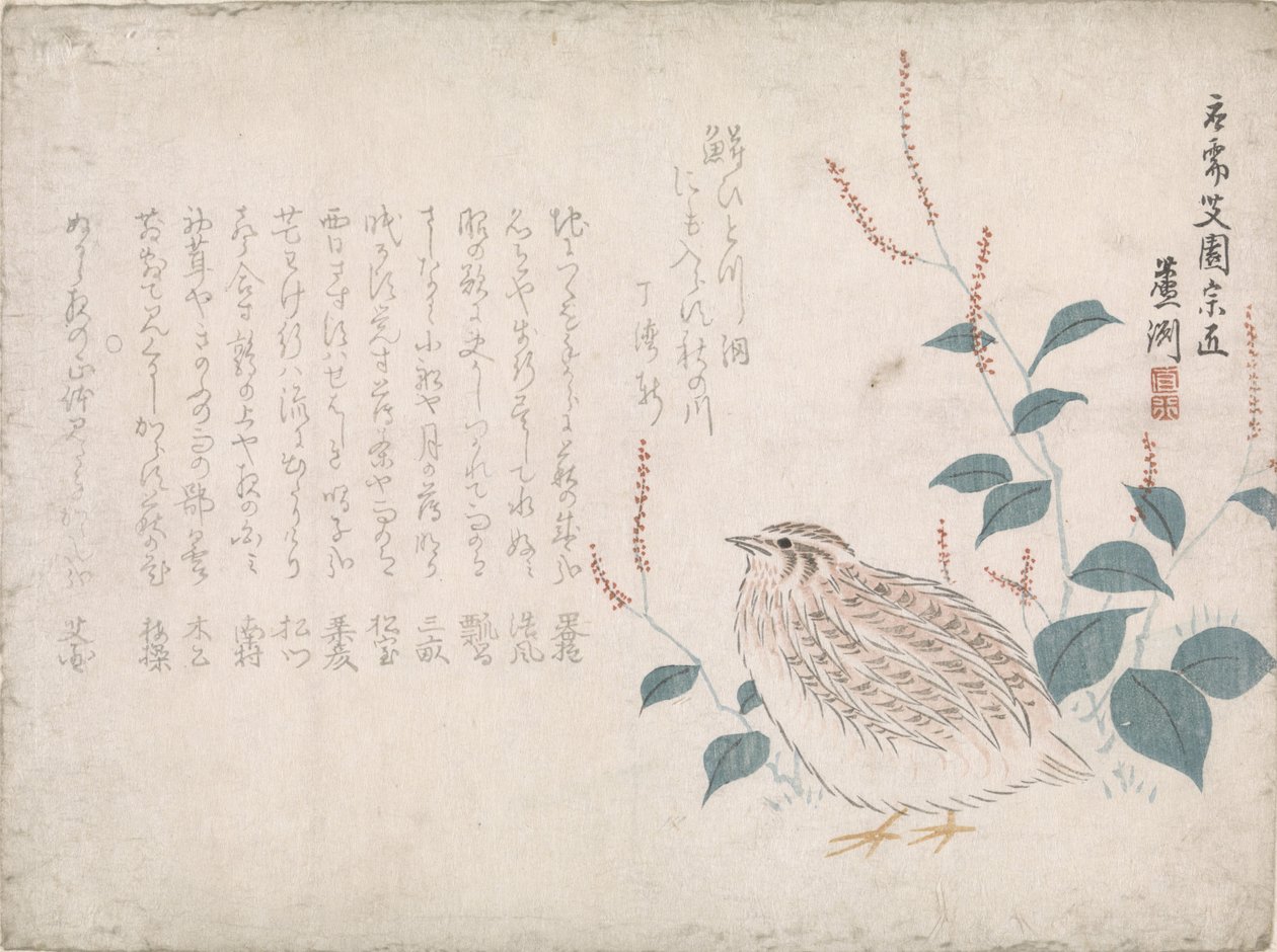 Caille - Chokko Roshû