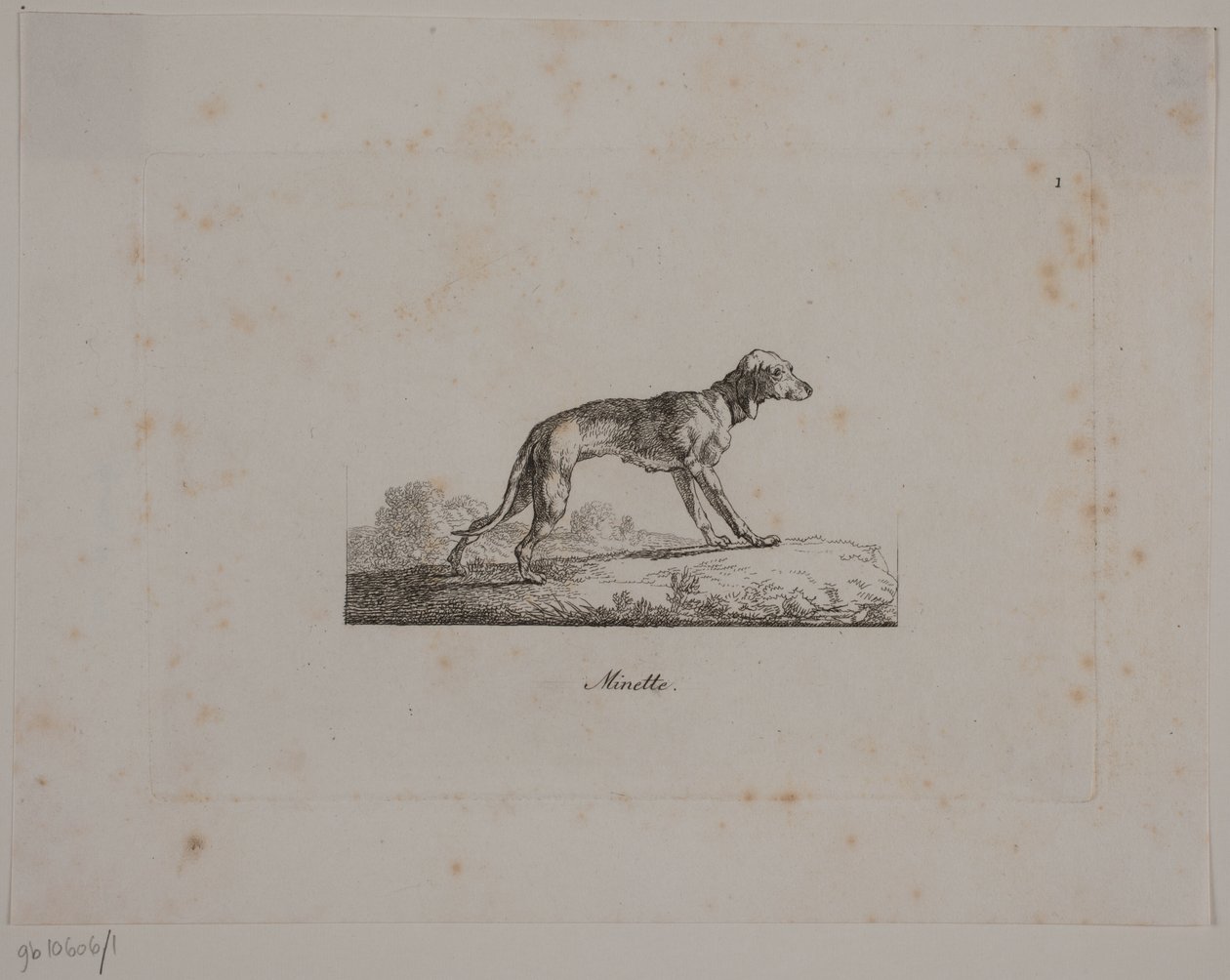 Minette - Christian David Gebauer