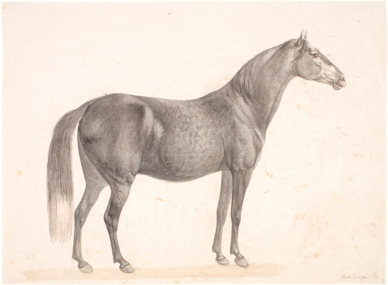 Cheval noir - Christian David Gebauer