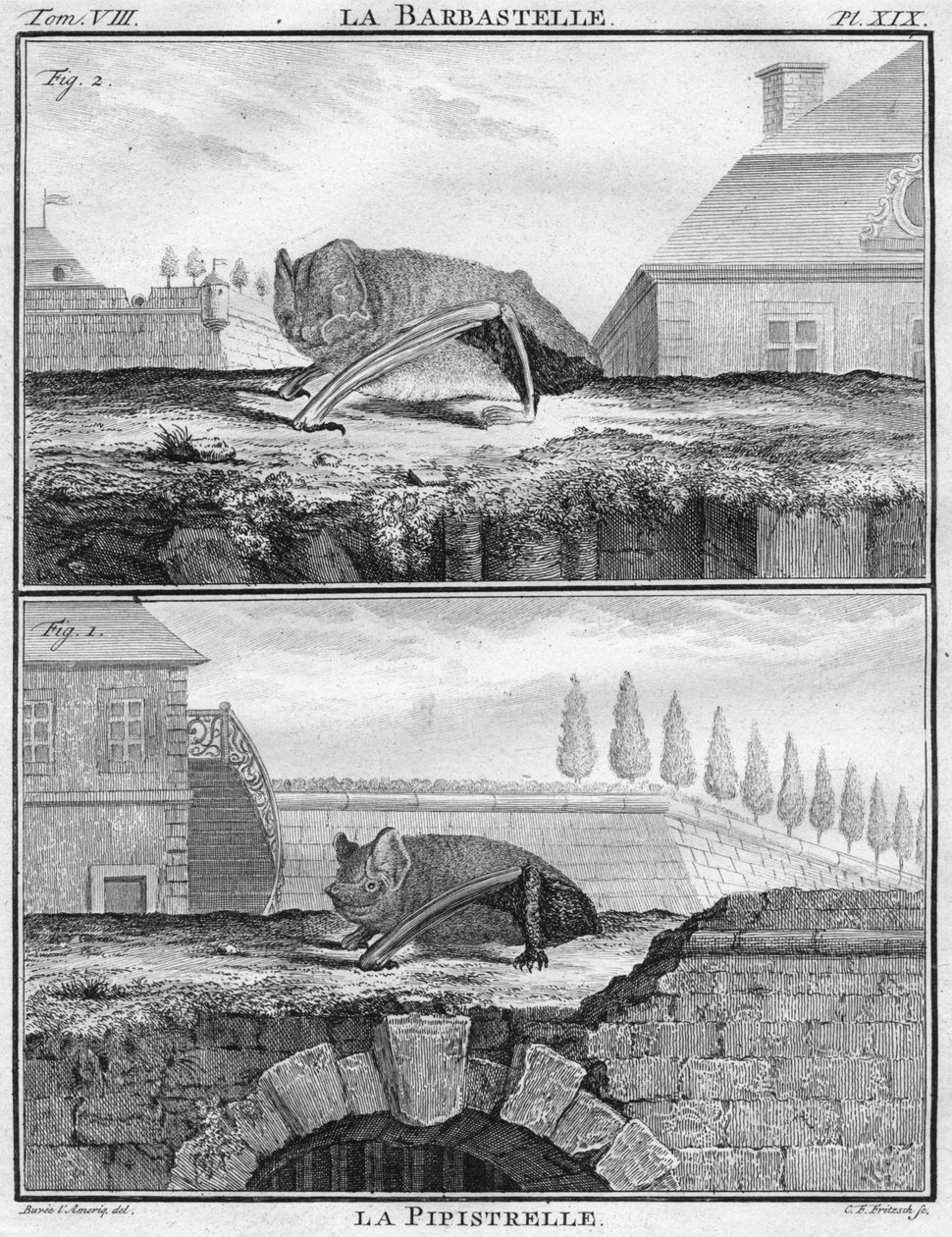 La Barbastelle & La Pipistrelle, vers 1763 - Christian Friedrich Fritzsch