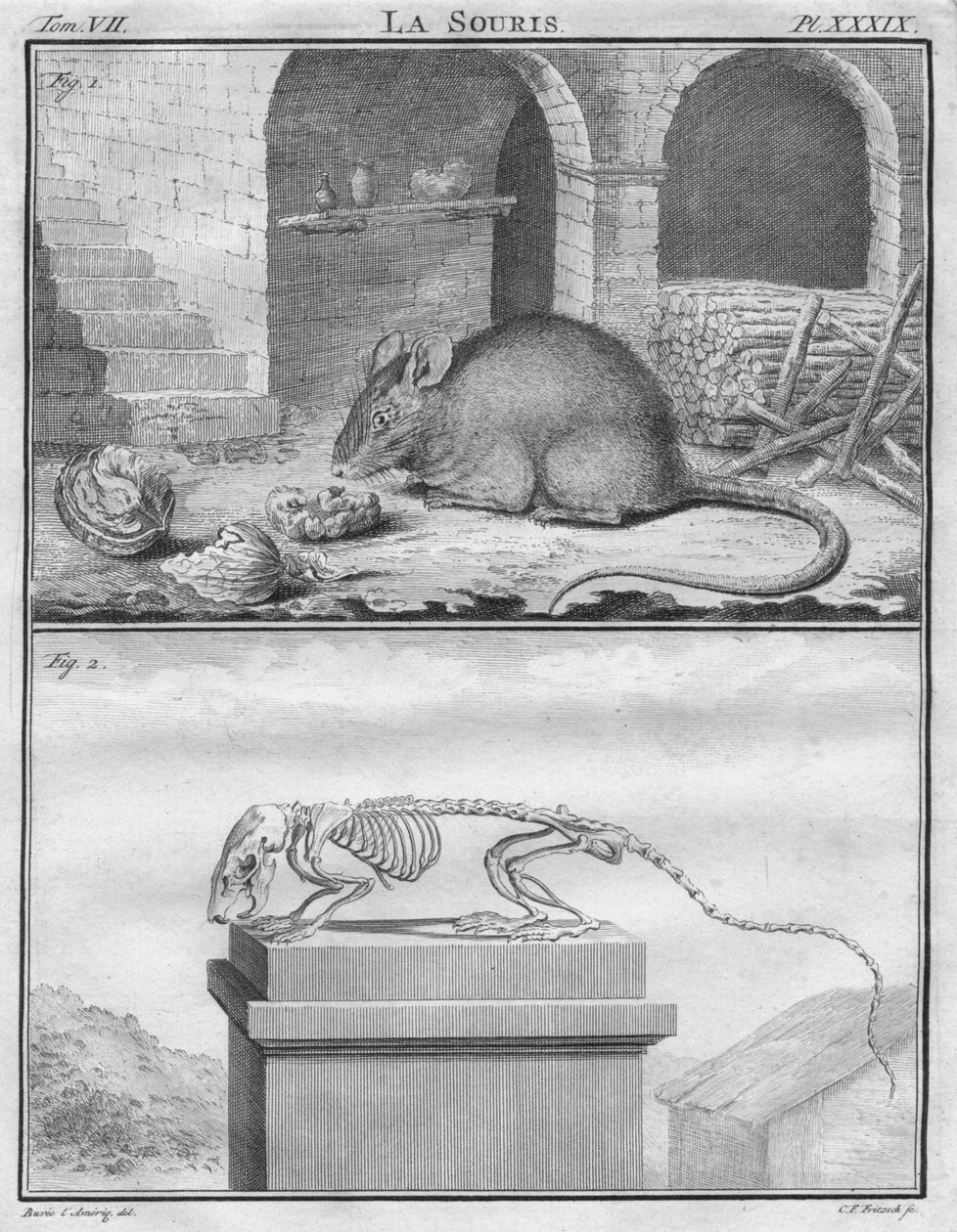 La Souris - Christian Friedrich Fritzsch