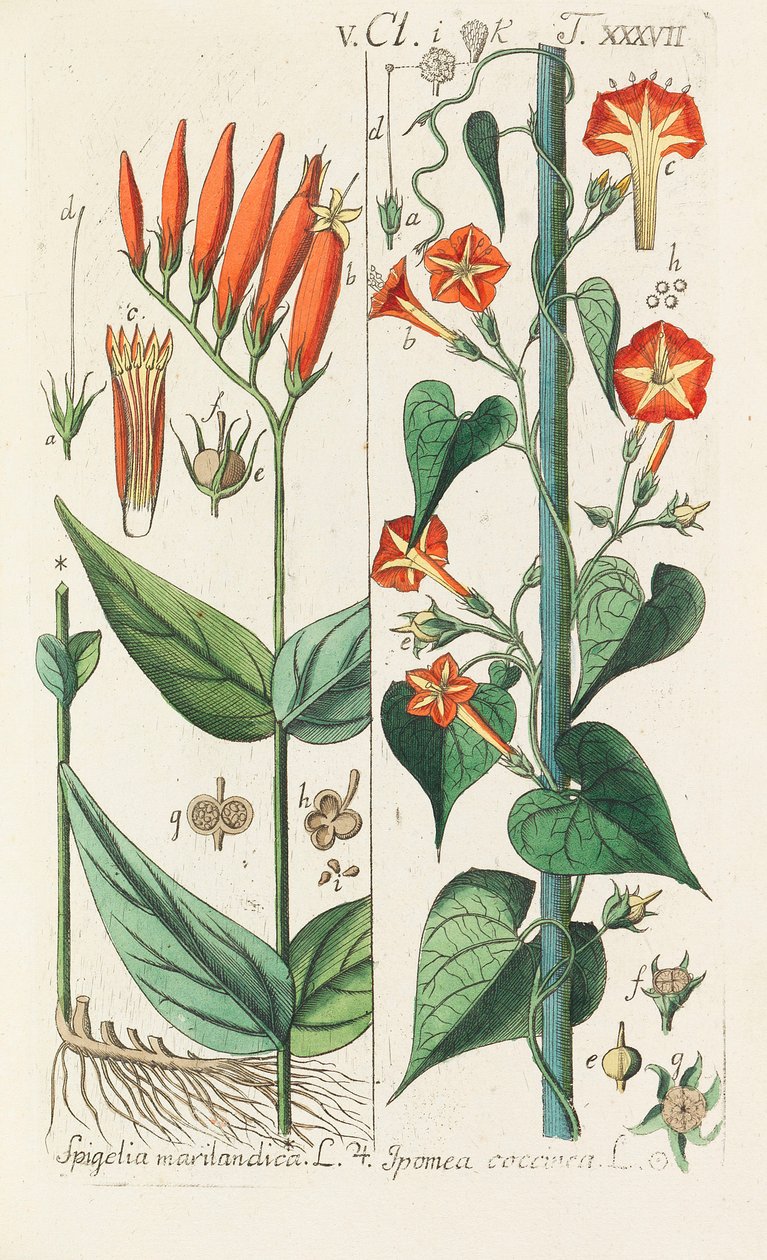 Manuel botanique, 1808 - Christian Schkuhr