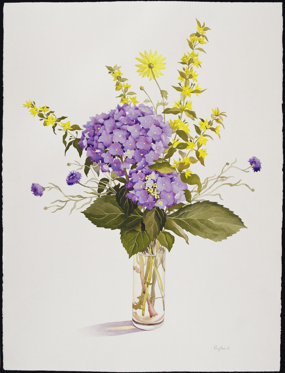 Hortensia bleu avec lysimaque jaune - Christopher Ryland