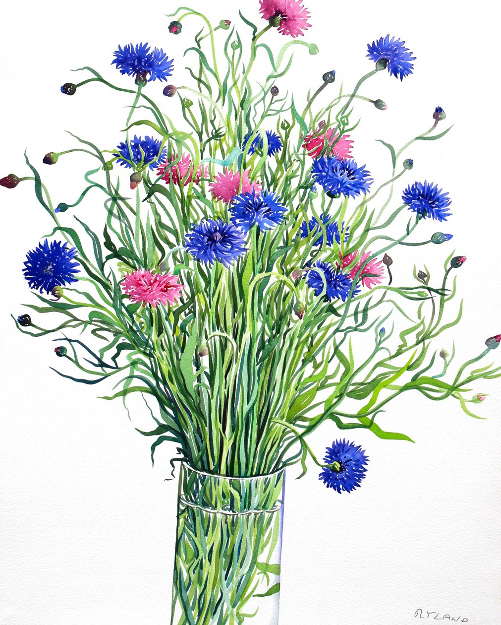 Bleuets - Christopher Ryland