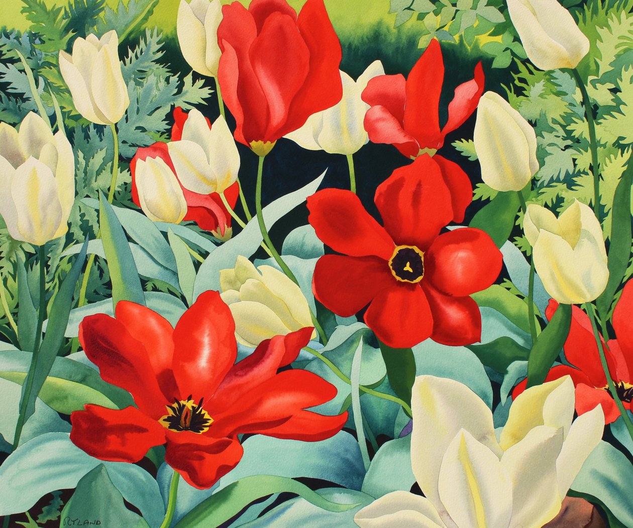 Tulipes précoces - Christopher Ryland