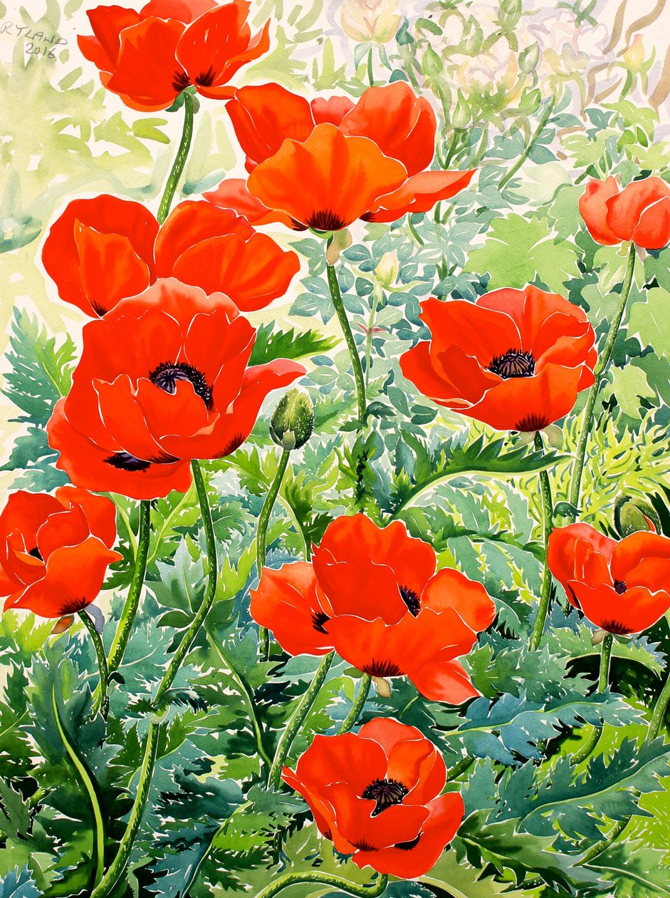 Coquelicots rouges du jardin - Christopher Ryland