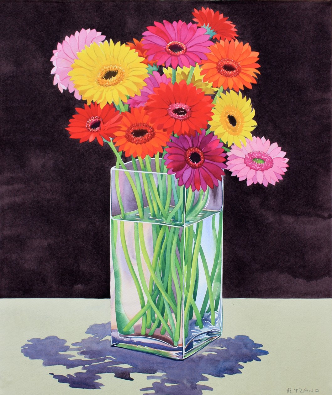 Gerberas - Christopher Ryland