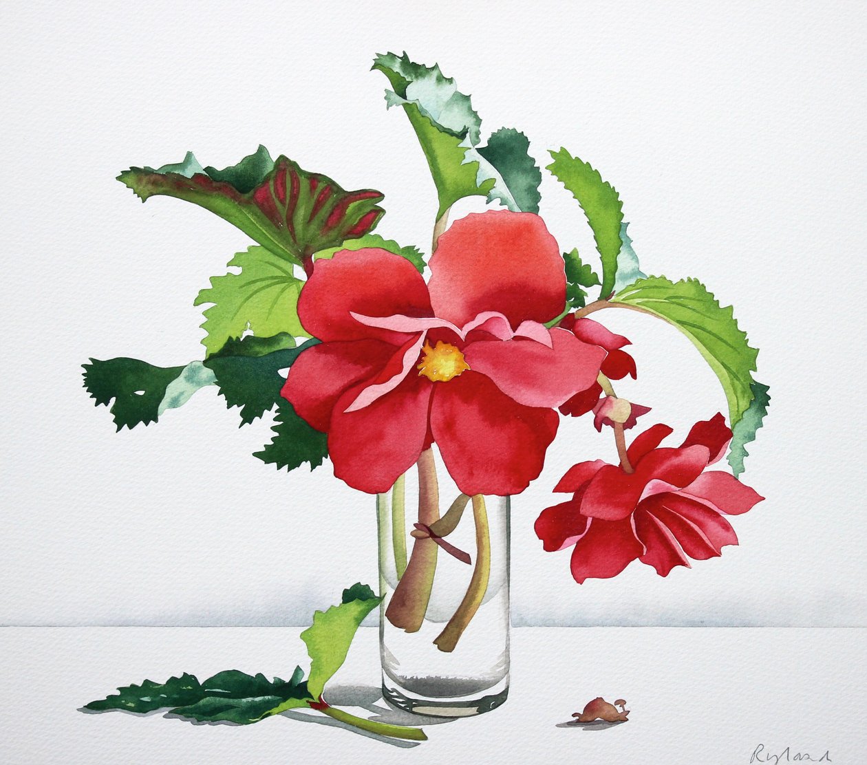 Bégonia rouge - Christopher Ryland