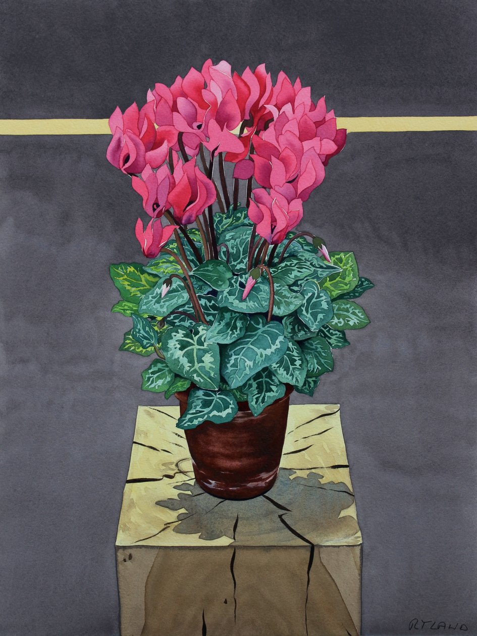 Nature morte Cyclamen - Christopher Ryland