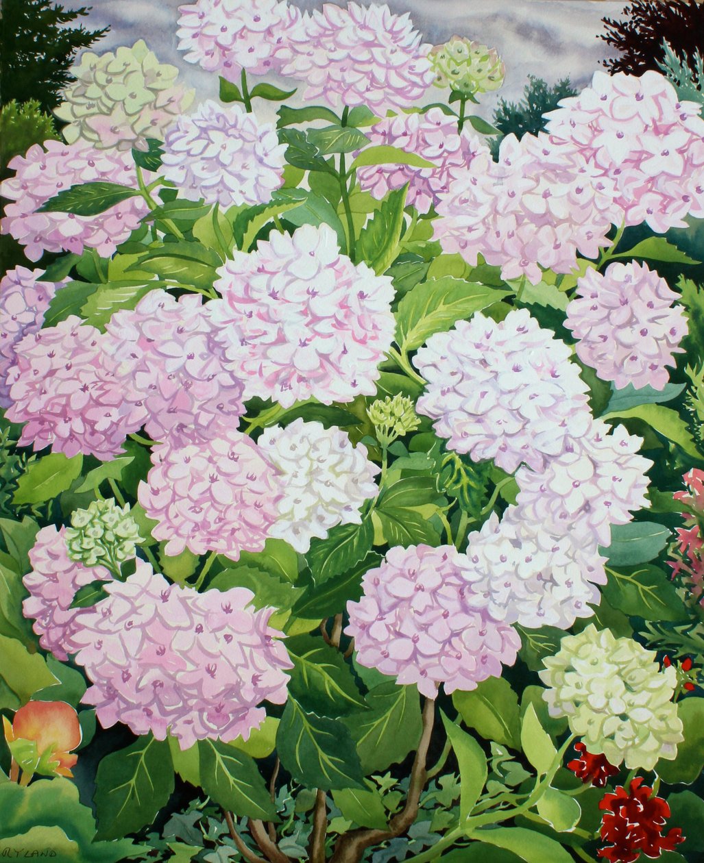 Hortensia blanc - Christopher Ryland