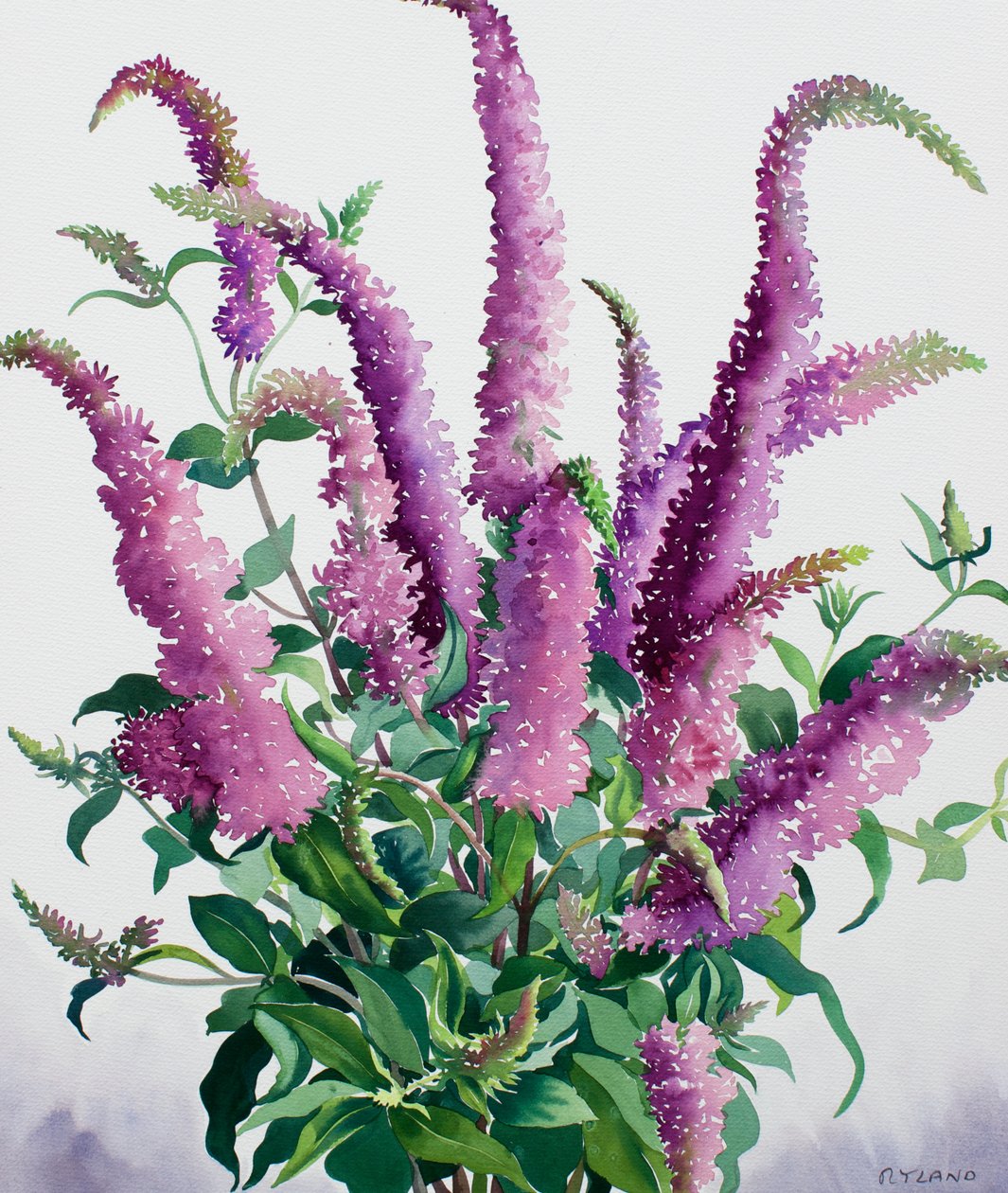 Buddleia sauvage - Christopher Ryland