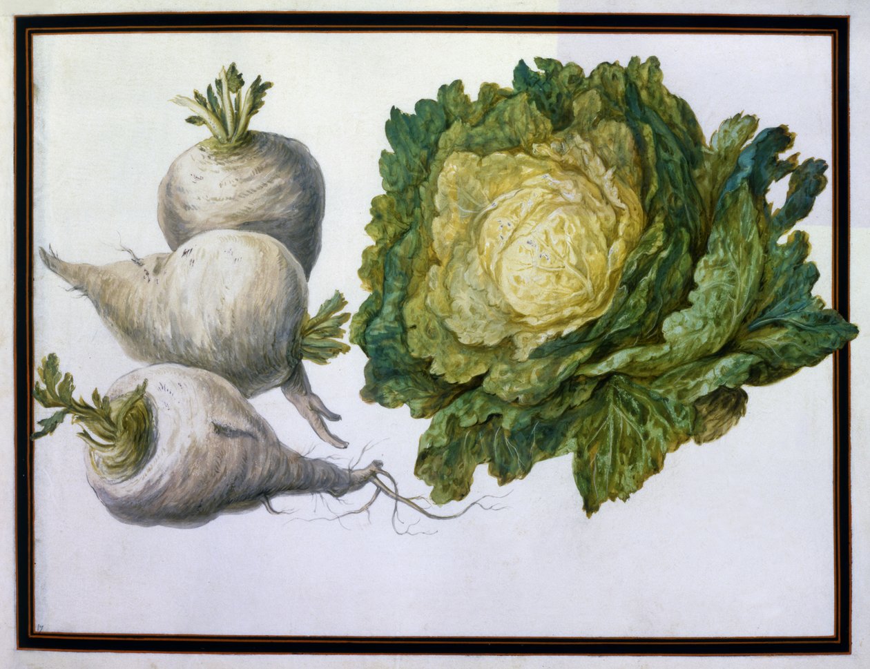 Navet, chou - Claude Aubriet