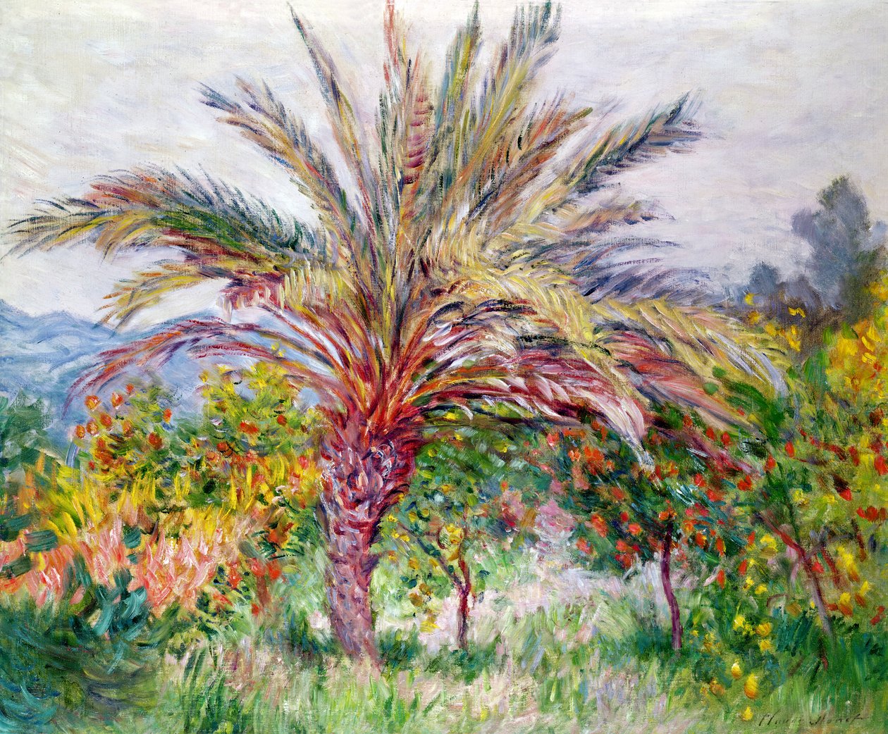 Palmier à Bordighera, c.1884 - Claude Monet