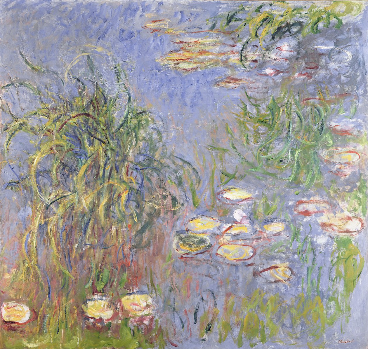 Nymphéas, touffe d