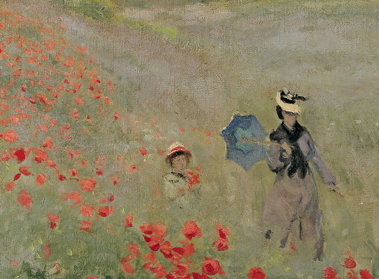 Coquelicots sauvages, près d