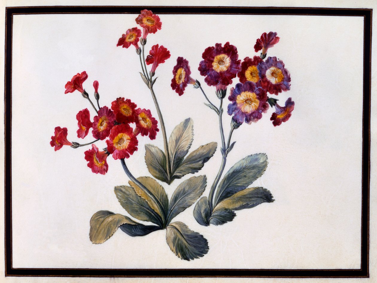Auricula, vers 1690 - Claude Aubriet