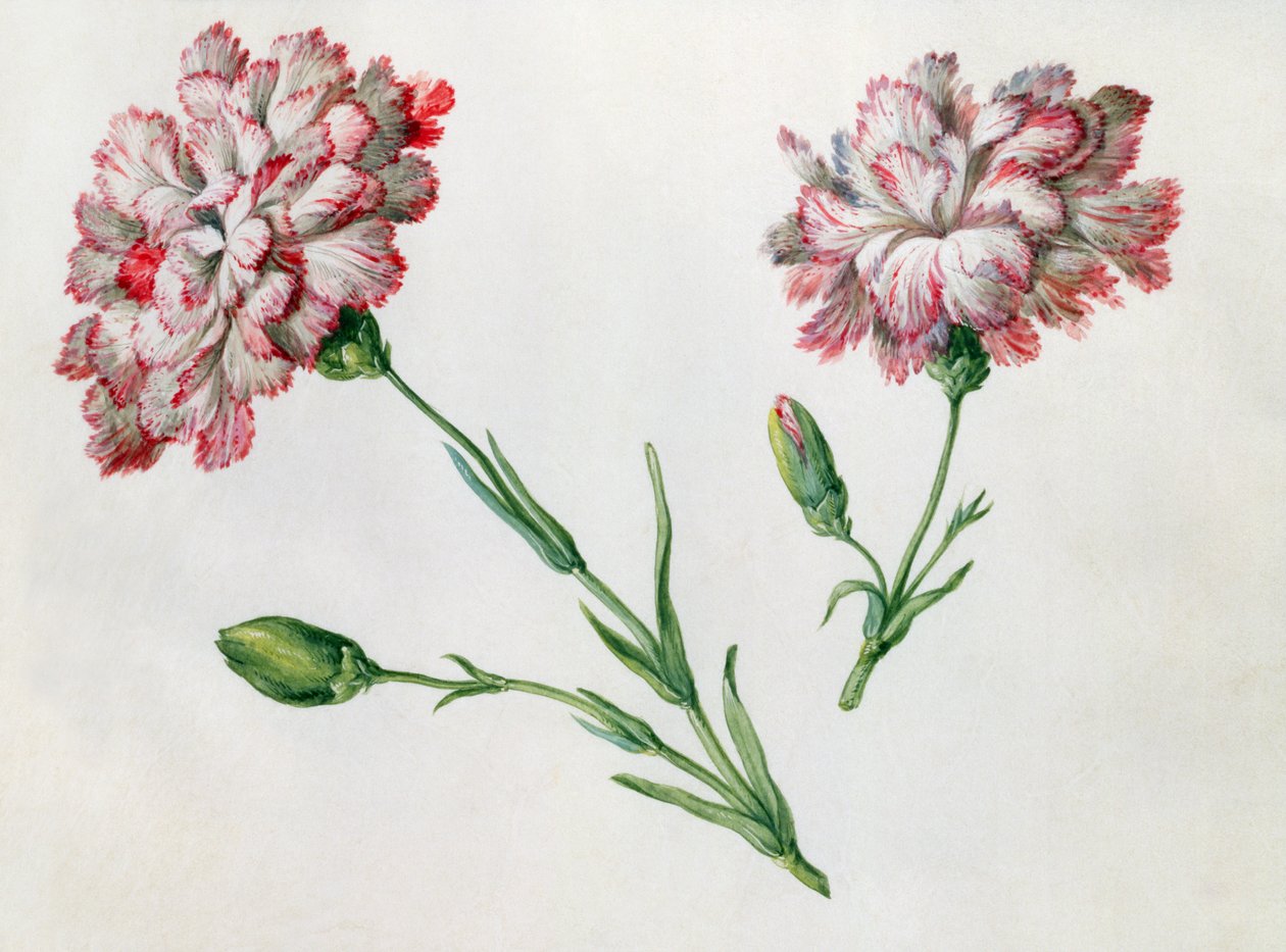 Œillets - Claude Aubriet